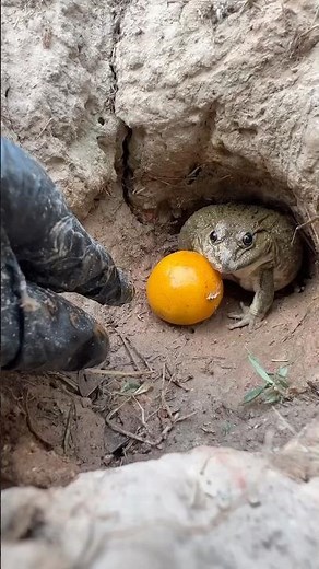 India 🇮🇳❤️