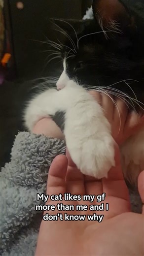 *proceeds to clean himself* the disrespect. H/t u/Onikeys via r/aww #cat #catsoftiktok #cats #cattok #catlover