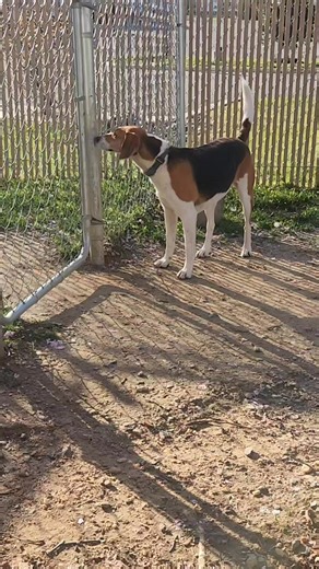 6.3K views · 242 reactions | Stella is a 5-year-old cutie who was...