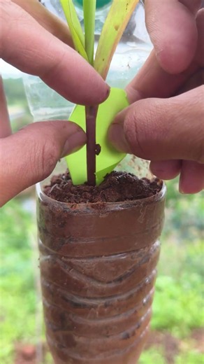 Vegetable Stabilization Techniques Against Tilting