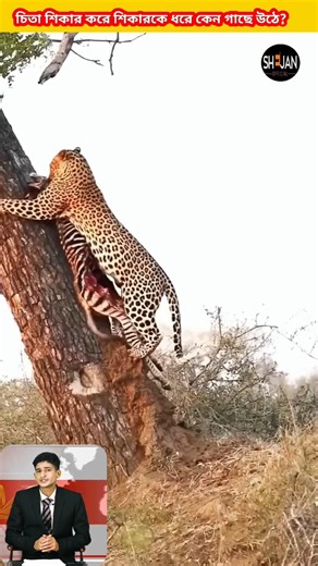 Why does a cheetah immediately climb a tree after catching its prey? 😱😱#shorts