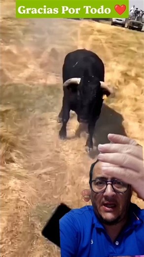 El Toro Bravo Corriendo Detrás Del kuat. #torosbravos @ExpoVideo