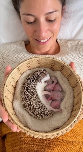 Hedgehog hugs all around! 🦔💞 Rate it 1–10 if you’re a proud hedgehog fan! #hedgehog | The Daily Hedgehog Show
