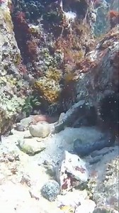 How to get an octopus in a bait | Underwater Fishing life #fbreelsfypシ゚viral #viralshorts #fyp #virals #usa | Underwater Fishing life