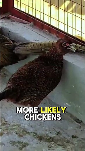 Breeding Pheasants is as Easy as Chickens