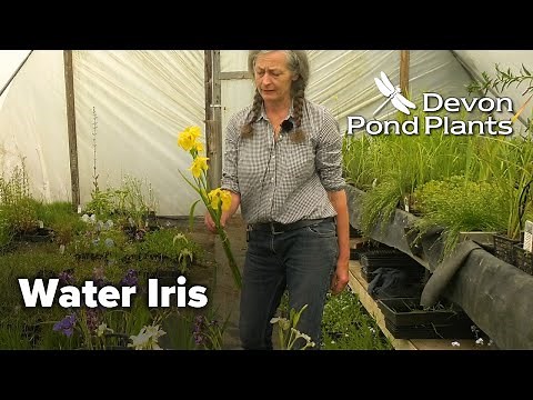 The Water Iris
