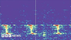 The booming calls of the blue whale