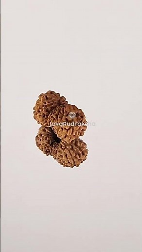 17 Mukhi Rudraksha 12.52 mm Java Bead | Grade B Small Genuine Natural #17mukhi #javarudraksha