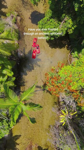 Float through the Daintree Rainforest with @backcountryblissadventures 🍃 This is one of Far North Queensland and Australia's most immersive rainforest adventures. Clear freshwater streams, towering fan palms, and the quiet sounds of the rainforest make this experience feel peaceful & rejuvenating. Get ready to drift, swim, and explore hidden pockets of the Daintree in a small group setting that feels personal and unrushed. It’s one of the best ways to connect with nature & this ancient rainfore