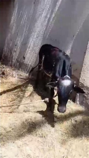 cow Angry #shorts #funny #memes