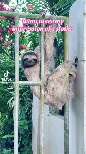 Embracing my inner sloth #newyear #2026 #sloth