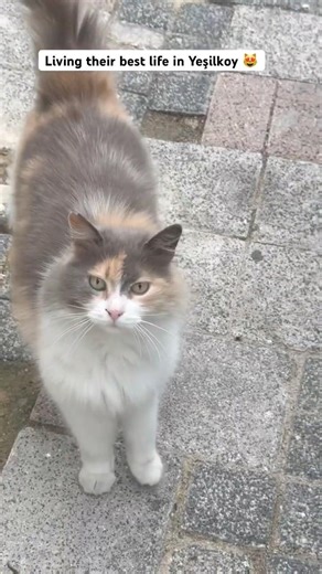 Yeşilköy Cats Enjoying the Sunshine 😸