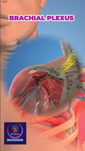 Main Nerves of the Brachial Plexus