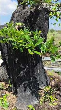 Everyone followed along as the process of creating the double-tree brocade artwork unfolded.