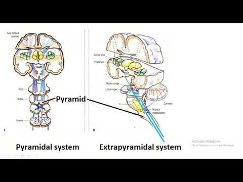 Difference between pyramidal system and extrapyramidal system