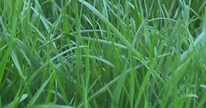 Consumer Reports' tips for eco-friendly lawn care