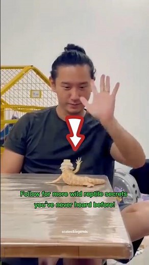 Lizards Use Body Language to Talk?! #ReptileFacts #LizardTalk #WildNature