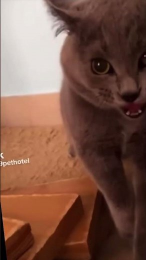 Real Cat Sings and It's HILARIOUS! 🎤😹 Must Watch!"