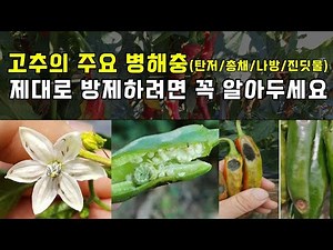 EP.61 고추 주요 병해충(탄저, 총채벌레, 담배나방, 진딧물) 방제를 제대로 하려면 꼭 알아두세요.