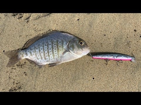 Southern California Surf Fishing For Barred Surf Perch!!! |Huntington Beach| (Catch, Clean, Cook)