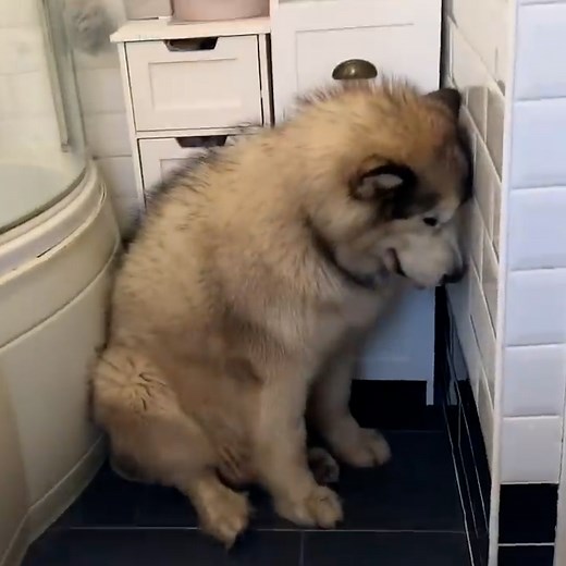 2.2M views · 31K reactions | Les propriétaires de ce chien ont un défi à relever  | Newsner Français | Facebook