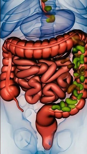 Human Digestion System Animation | Full Digestion Process With Food Movement Explained