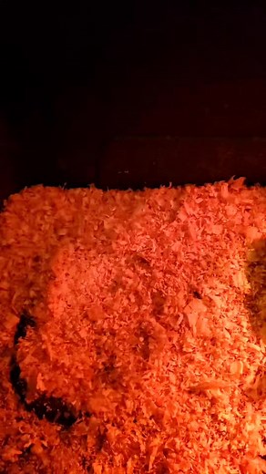 These Easter babies love being touched 🥰 They have to be some of the most friendly chicks I say I've ever had hatch 💕 They love to see that hand coming 😂 Even when it's empty ❤ | Baby's Barnyard