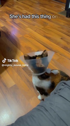 #specialcats #shesdumb #catsoftiktok #meow #catslovers #cat #dummies #whatareyoudoing #thehead #bob #foryourpage #funny #giggle #crackcatenergy #calicocat #crazycalico #imcackling