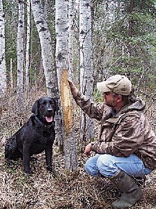 Head North For Saskatchewan Whitetail Hunting - North American Whitetail