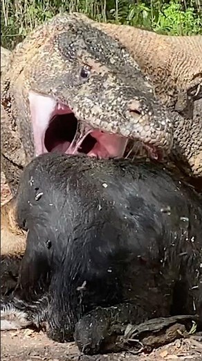The process of a Komodo dragon swallowing and choking