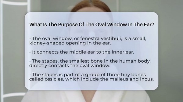 What Is The Purpose Of The Oval Window In The Ear? - Ear Nose Throat Expert