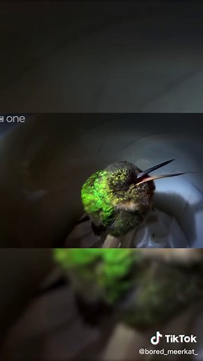 Bored Meerkat on TikTok
