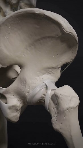 🦴A articulação do quadril (anca) é uma grande articulação sinovial em bola e soquete (esferoide) entre a cabeça do fêmur e o acetábulo da pelve. Está estruturada de tal forma que permite o movimento em todos os eixos, enquanto suporta a nossa massa corporal tanto do verão quanto do inverno e proporciona estabilidade ao corpo durante o movimento.👩‍⚕️ A articulação do quadril (anca) é reforçada por uma cápsula e ligamentos fortes; o ligamento anular do quadril (anca) e os ligamentos acetabular t