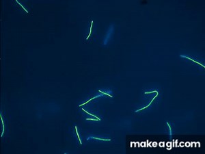 Kinesin-1 gliding motility assay, kappa casein passivation.avi on Make a GIF