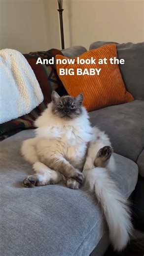 Aww look at the little kitten vs the GIANT kitten