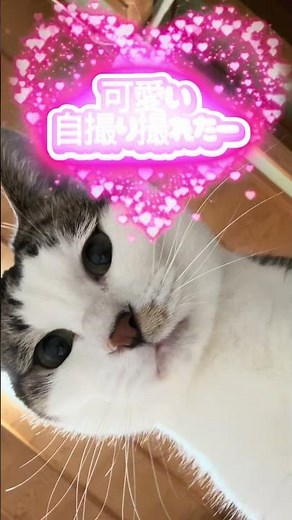 猫じゃらしの遊び方 #ねこ動画 #ねこ #猫好きさんと繋がりたい #保護猫カフェ
