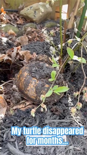 Where My Eastern Box Turtle Sleeps All Winter 😴🐢