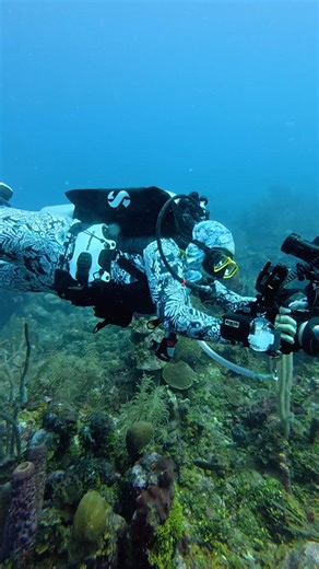 Lucky photographer with a free swimming moray eel! 🐍 #sandybaydivers #padi #diveroatan #scubadiving #divewiththepros | Sandy Bay Divers Roatan, Honduras