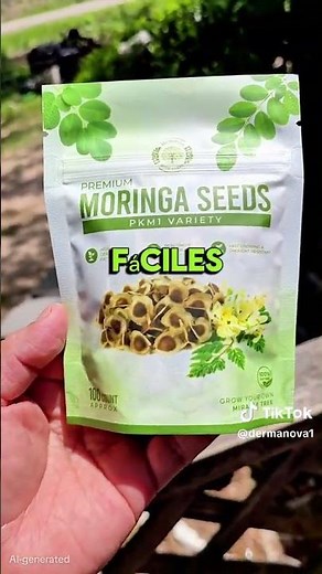 Growing Moringa Trees #moringa #moringatree #moringaseeds #plants #gardening #farming