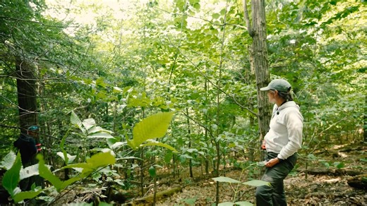Oak wilt is a fungal disease that's been killing oak trees across the eastern U.S. for decades. Unfortunately, this devastating disease has reached our Leelanau County forests, targeting red oak trees throughout our preserves. ⁠ ⁠ We caught up with stewardship technician Emma Somers to hear about how the Conservancy's stewardship team is monitoring for oak wilt, and what we can do to help stop the spread. 🌳 | Leelanau Conservancy