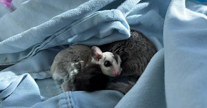 MSPCA puts over 30 sugar gliders up for adoption