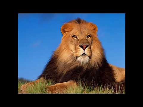 Sound Effects - Lion