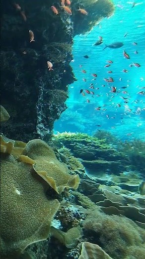 サンゴ礁の海【沖縄美ら海水族館】