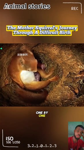 The mother squirrel's journey through a difficult birth. #fypシ゚viralシ #fypシ #animals #squirrel | Animals stories