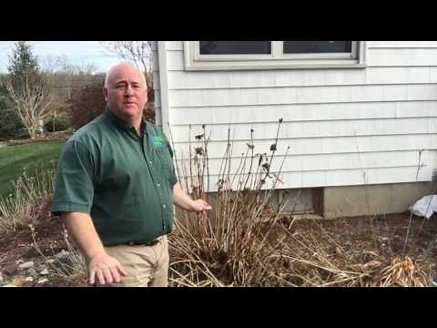 When to prune Endless Summer Hydrangea and free hydrangea American Landscape and lawn Science