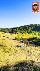 Warthog FurîousIy Pursued A Cheetah | Entertainment Access