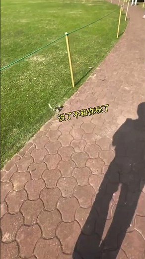 Sugar Gliders: The Perfect Combination of Cute and Cool! #animals #funny #pets #sugarglider