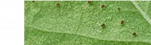 How To Get Rid of Spider Mites: 7 Methods That Work - Today's Homeowner