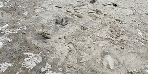 Dinosaur tracks unveiled in Texas by extreme drought conditions