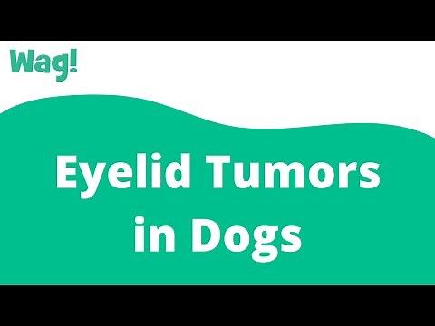 Eyelid Tumors in Dogs | Wag!